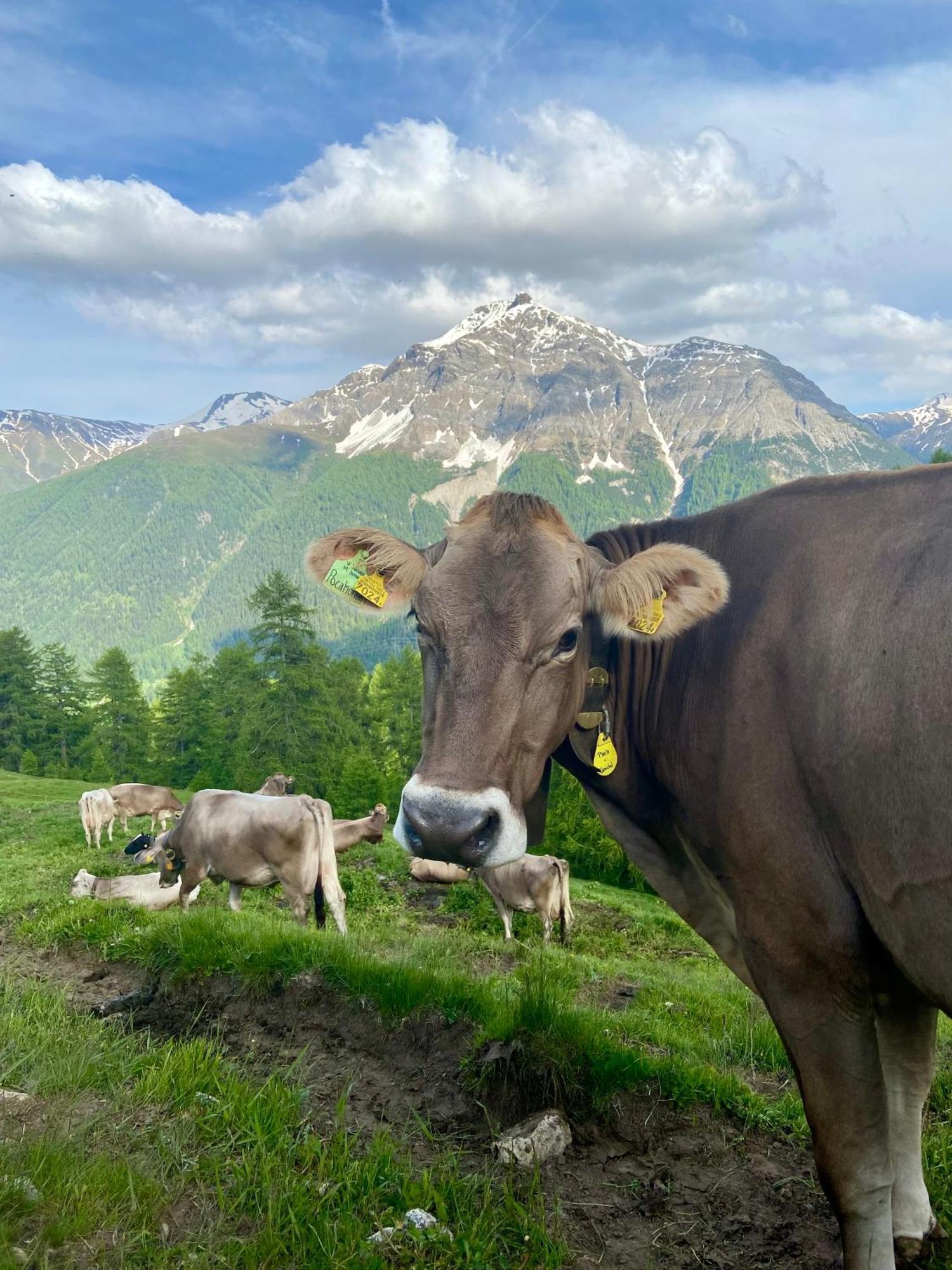 Bed and Breakfast Alp Es-Cha Dadour Madulain Екстер'єр фото